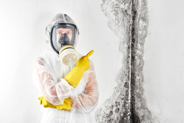 Why You Should Choose Our Mold Remediation Services in Shadow Lake, WA